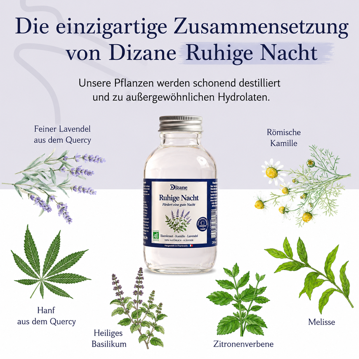Dizane Ruhige Nacht